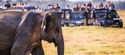 Kaudulla Jeep Safari